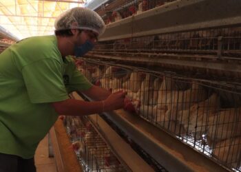 Aunque este tipo de virus rara vez afecta a los humanos, las autoridades recomiendan estar atentos y seguir todas las medidas de prevención.