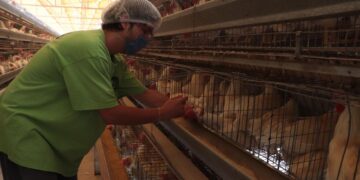 Aunque este tipo de virus rara vez afecta a los humanos, las autoridades recomiendan estar atentos y seguir todas las medidas de prevención.