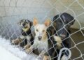 Los animales adultos suelen tener más dificultades para adaptarse a convivir con personas o con otras mascotas, lo que limita sus oportunidades de adopción.