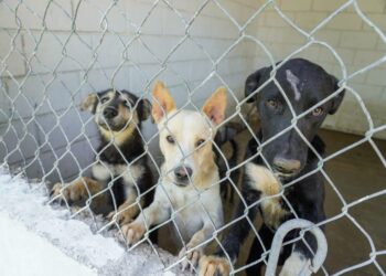Los animales adultos suelen tener más dificultades para adaptarse a convivir con personas o con otras mascotas, lo que limita sus oportunidades de adopción.