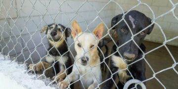 Los animales adultos suelen tener más dificultades para adaptarse a convivir con personas o con otras mascotas, lo que limita sus oportunidades de adopción.