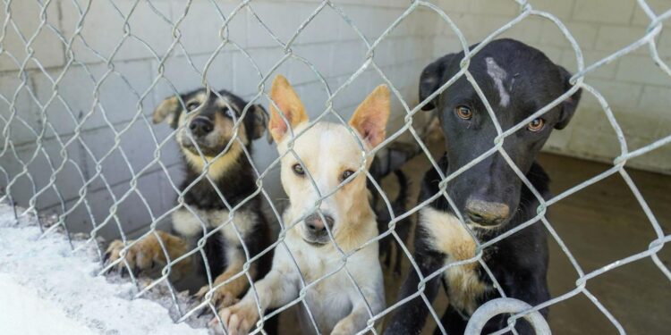 Los animales adultos suelen tener más dificultades para adaptarse a convivir con personas o con otras mascotas, lo que limita sus oportunidades de adopción.