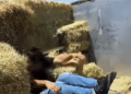 Detectan a migrantes escondidos en pacas de heno en Brackettville, Texas.