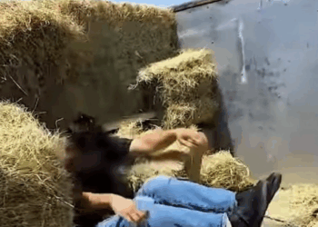 Detectan a migrantes escondidos en pacas de heno en Brackettville, Texas.