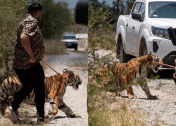 El felino, de 11 meses, fue asegurado sin sedantes tras horas de operativo; autoridades investigan si regresará con su propietario.