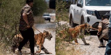 El felino, de 11 meses, fue asegurado sin sedantes tras horas de operativo; autoridades investigan si regresará con su propietario.