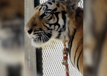 Autoridades evalúan si podrá regresar con su dueño o será reubicado en un santuario.