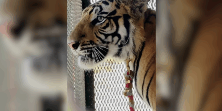 Autoridades evalúan si podrá regresar con su dueño o será reubicado en un santuario.