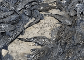 La presencia de una especie invasora y la descarga de excremento en los afluentes urbanos ponen en crisis la salud ecológica del municipio.