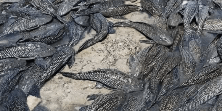 La presencia de una especie invasora y la descarga de excremento en los afluentes urbanos ponen en crisis la salud ecológica del municipio.