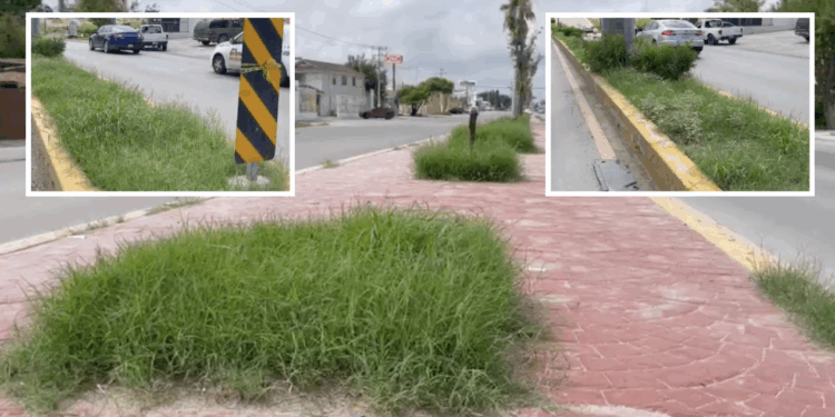 Falta de mantenimiento en camellones evidencia descuido urbano en Piedras Negras.