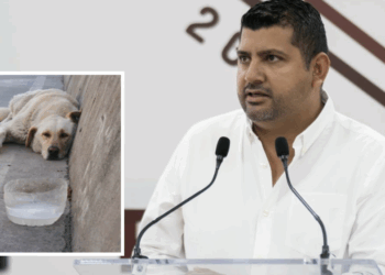 Piden dejar de alimentar a perros callejeros y reportarlos al municipio.