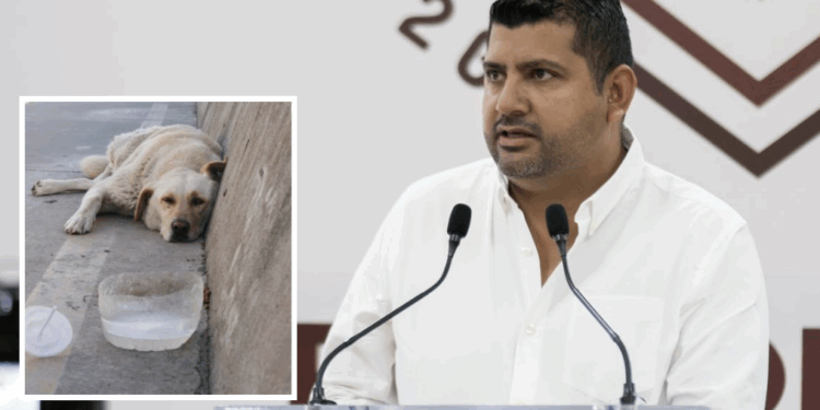 Piden dejar de alimentar a perros callejeros y reportarlos al municipio.