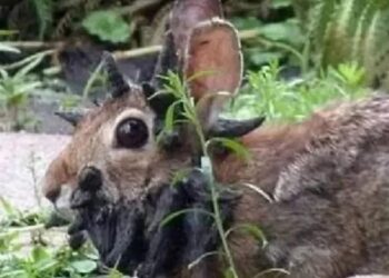  “Conejos demonio” generan furor en redes sociales.