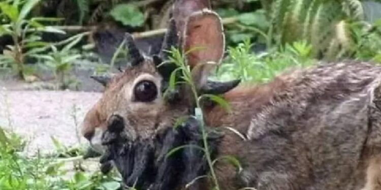  “Conejos demonio” generan furor en redes sociales.