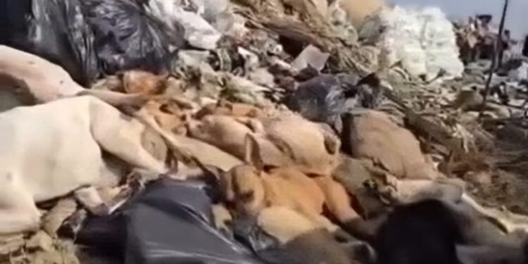 Niegan uso de “chivos expiatorios” en caso del tiradero de perros.