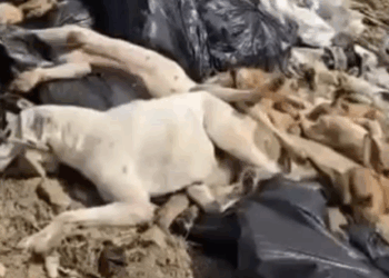 Más funcionarios bajo la lupa por el tiradero de perros.