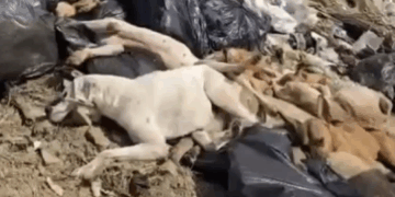 Más funcionarios bajo la lupa por el tiradero de perros.