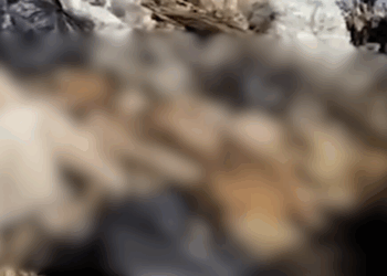 Avanza investigación por tiradero de perros; Fiscalía envía citatorios.