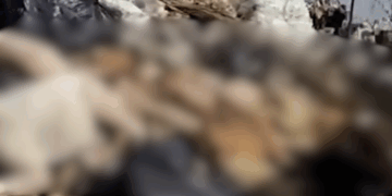 Avanza investigación por tiradero de perros; Fiscalía envía citatorios.