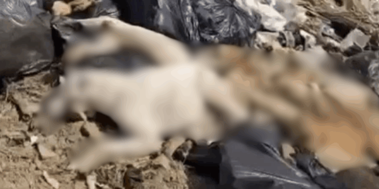 Municipio reconoce irregularidades ante denuncia de la Propaec.