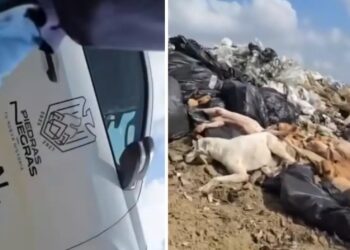 Municipio evade responsabilidad: sin culpables ni despidos por tiradero de perros.