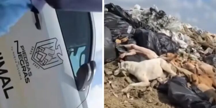 Municipio evade responsabilidad: sin culpables ni despidos por tiradero de perros.