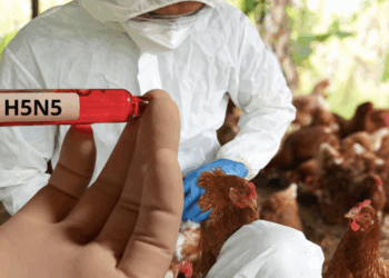 Adulto mayor en Washington contrae cepa H5N5 por primera vez reportada en humanos.