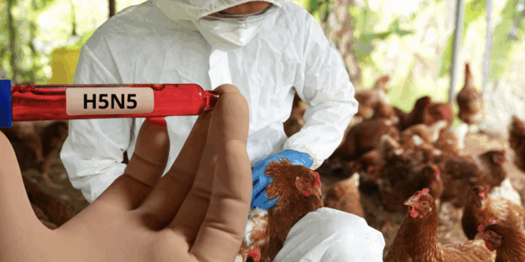 Adulto mayor en Washington contrae cepa H5N5 por primera vez reportada en humanos.