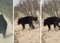 Llaman a no acercarse a osos avistados en brechas de Zaragoza.