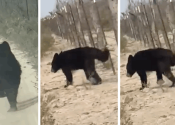 Llaman a no acercarse a osos avistados en brechas de Zaragoza.