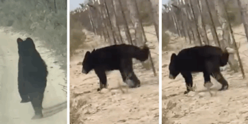 Llaman a no acercarse a osos avistados en brechas de Zaragoza.