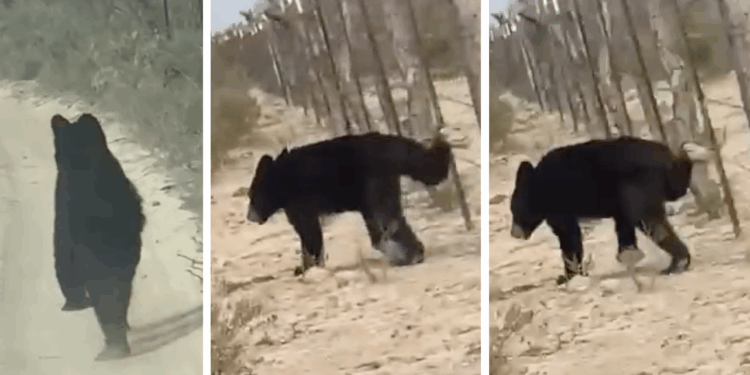 Llaman a no acercarse a osos avistados en brechas de Zaragoza.