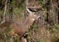 Inicia cacería de venado con aumento de visitantes estadounidenses.