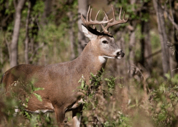 Inicia cacería de venado con aumento de visitantes estadounidenses.