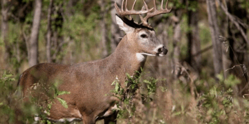 Inicia cacería de venado con aumento de visitantes estadounidenses.