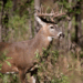 Inicia cacería de venado con aumento de visitantes estadounidenses.