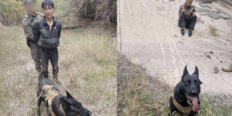 Perro “Shark” localiza a grupo de indocumentados en operativo cerca de Eagle Pass.