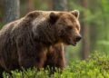 Autoridades buscan a oso grizzly que sigue libre tras ataque en Canadá.