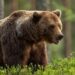 Autoridades buscan a oso grizzly que sigue libre tras ataque en Canadá.