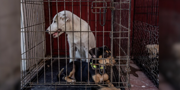 Cuestionan la participación de asociaciones en el nuevo manual.