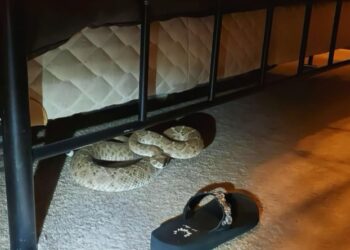 La serpiente fue retirada por personal especializado.