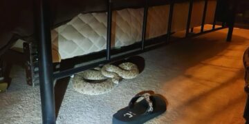 La serpiente fue retirada por personal especializado.