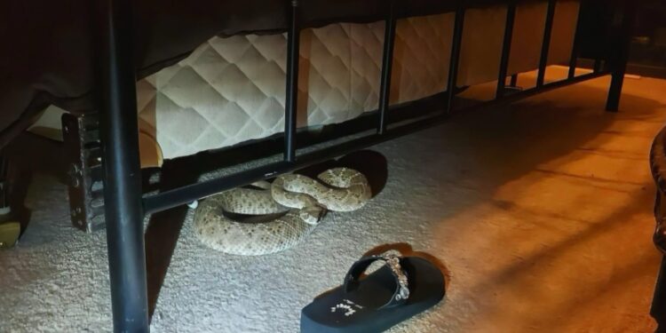 La serpiente fue retirada por personal especializado.