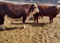 El primer caso de gusano barrenador en Coahuila fue detectado en un bovino en Castaños, activando un cerco sanitario en la región.