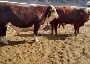 El primer caso de gusano barrenador en Coahuila fue detectado en un bovino en Castaños, activando un cerco sanitario en la región.