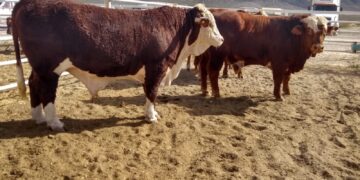 El primer caso de gusano barrenador en Coahuila fue detectado en un bovino en Castaños, activando un cerco sanitario en la región.