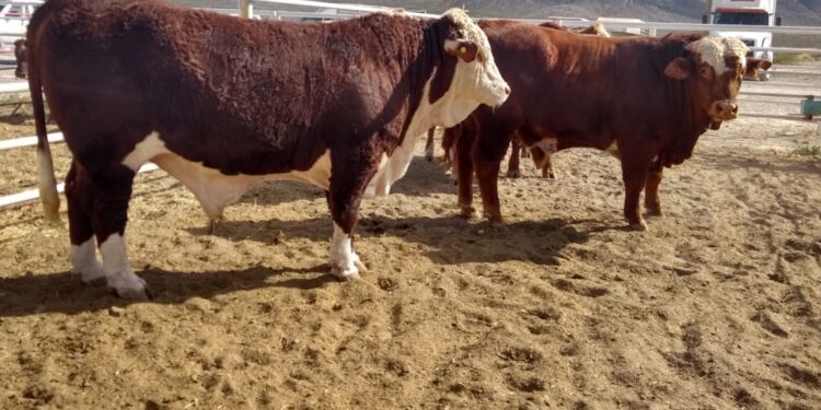 El primer caso de gusano barrenador en Coahuila fue detectado en un bovino en Castaños, activando un cerco sanitario en la región.