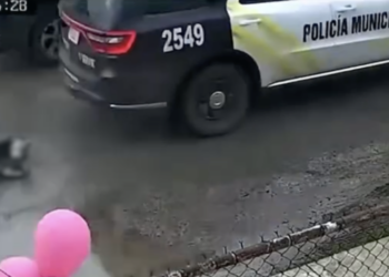 Vecinos señalaron que la patrulla se retiró sin auxiliar al animal y regresó horas después.