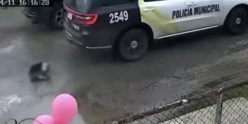 Vecinos señalaron que la patrulla se retiró sin auxiliar al animal y regresó horas después.